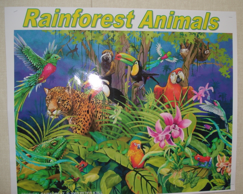 Rainforest Research Projects - Mrs. Koski's First Grade Class Sugar Land,  Texas
